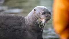 Steve and Aneeshwar Go Wild