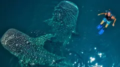 Wilderness with Simon Reeve