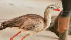 Steve and Aneeshwar Go Wild