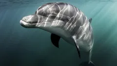 Dolphins - Wonders Of The Ocean