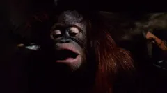 Little House On The Prairie