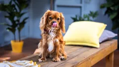 The Dog House Australia