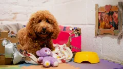 Waffle the Wonder Dog