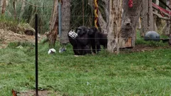 London Zoo at Christmas