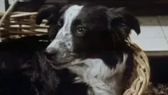 All Creatures Great and Small