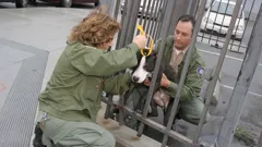 Animal Cops San Francisco