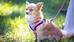 Dogs Behaving (Very) Badly Australia