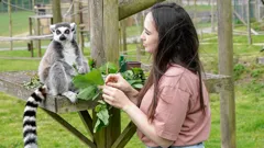 Animal Park