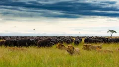 Brotherhood of Lions