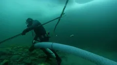 Gold Divers