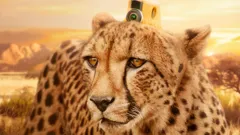 Animals with Cameras