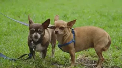 Dogs Behaving (Very) Badly Australia