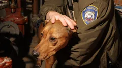 Animal Cops San Francisco