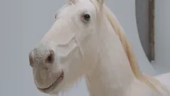 The Greatest Auction