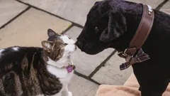 Cats and Dogs at War