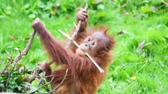 Steve and Aneeshwar Go Wild