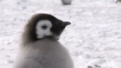 Anifeiliaid Bach y Byd