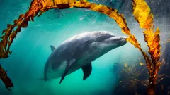 Dolphins - Wonders Of The Ocean