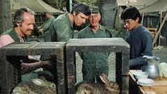 M*A*S*H