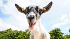 Animal Park