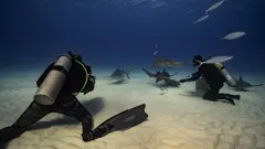 Deadly Mission Shark