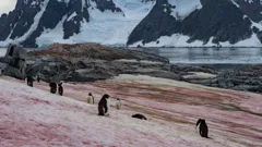 Secrets In The Ice