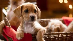 12 Pups of Christmas