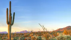 Wild West