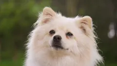 The Dog House Australia