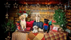 The Dog House at Christmas