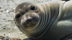 Animals with Cameras