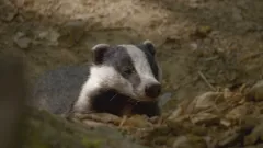 Secret Life of the Forest
