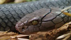 Anatomy of a Snake Bite