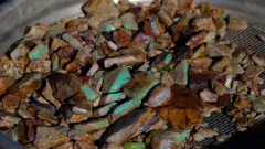 Outback Opal Hunters