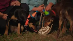 Dogs Behaving (Very) Badly Australia