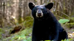 The Bear Family and Me