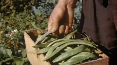 Harvest Time