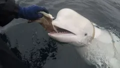 Mysteries Of The Deep