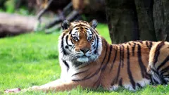 Steve and Aneeshwar Go Wild