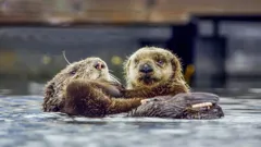 Animal Babies