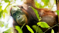 Judi Dench's Wild Borneo Adventure