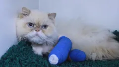 The Supervet