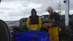 Giant Lobster Hunters