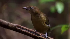 Andy's Wild Adventures