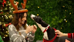 The Dog House at Christmas