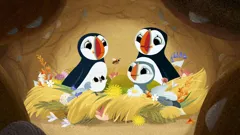Puffin Rock