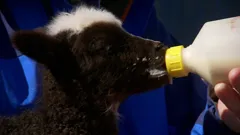 Grand Tours of the Scottish Isles