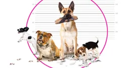 Dogs Behaving (Very) Badly Australia