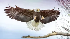 The Wonder of Animals