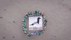 Where The Wild Geese Go